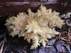 Hericium abietis