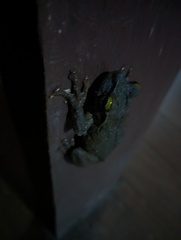 Osteocephalus taurinus