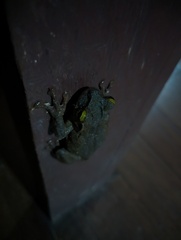 Osteocephalus taurinus