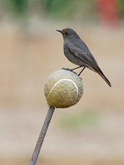 Phoenicurus ochruros