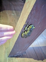 Osteocephalus taurinus