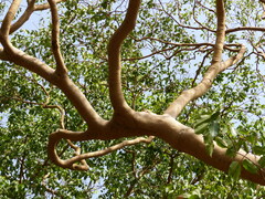 Ficus talbotii