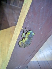 Osteocephalus taurinus