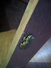 Osteocephalus taurinus