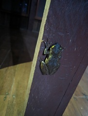 Osteocephalus taurinus