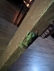 Osteocephalus taurinus