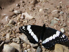 Limenitis weidemeyerii