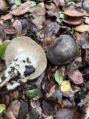 Entoloma ferruginans