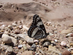 Limenitis weidemeyerii