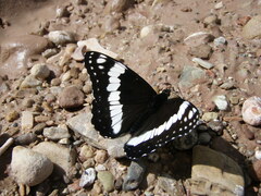 Limenitis weidemeyerii