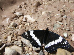 Limenitis weidemeyerii