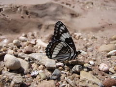 Limenitis weidemeyerii