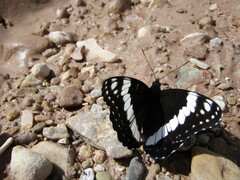 Limenitis weidemeyerii