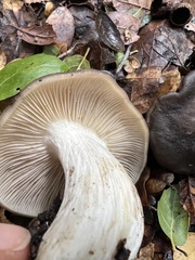 Entoloma ferruginans