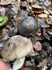 Entoloma ferruginans