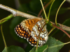 Melitaea celadussa