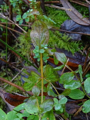 Hypericum tetrapterum