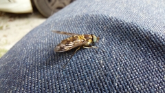 Dichelacera