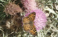 Melitaea cinxia