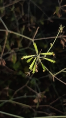 Commicarpus scandens