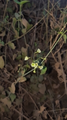 Commicarpus scandens