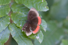 Biblis hyperia