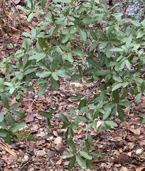 Quercus incana