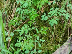 Ceratocapnos