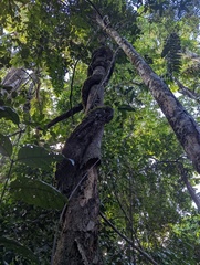 Banisteriopsis caapi