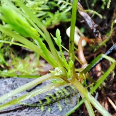 Ceratocapnos