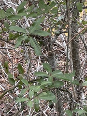 Quercus incana