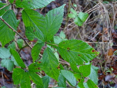 Rubus fruticosus