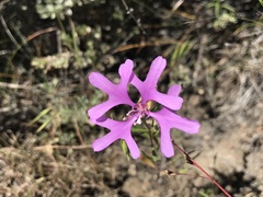 Clarkia pulchella