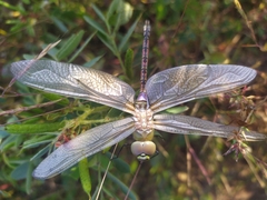 Anax ephippiger