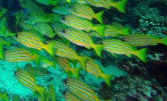Lutjanus bengalensis