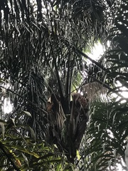 Attalea maripa