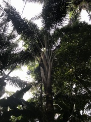 Attalea maripa