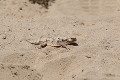 Phrynosoma platyrhinos