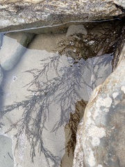 Sargassum horneri