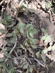Crassula lactea