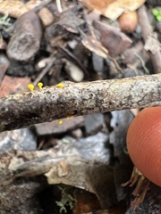 Dacrymyces capitatus