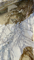 Sargassum horneri