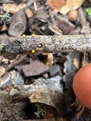 Dacrymyces capitatus