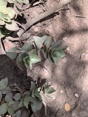 Crassula lactea
