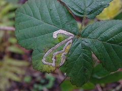 Stigmella aurella