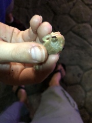 Osteopilus septentrionalis