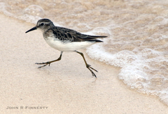 Calidris pusilla