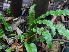 Asplenium scolopendrium scolopendrium
