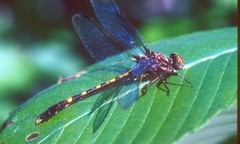 Progomphus obscurus