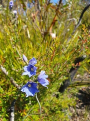 Thelymitra cyanea
